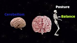 The Brain Unveiled: Exploring Human Body Systems and Brain Anatomy