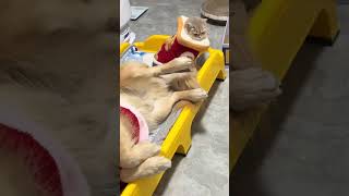 The cold air kitten hates you #The temperature has dropped. Please keep warm everyone#Both Information