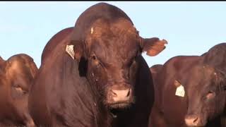 Top 10 Largest Bull in The World
