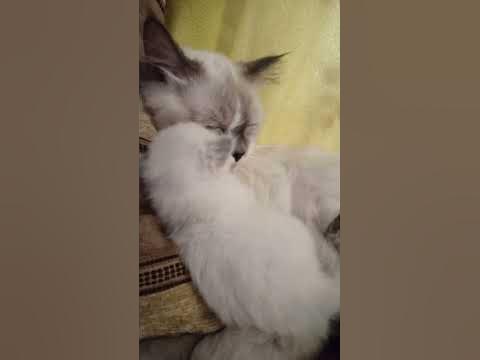 Детский поцелуй перед сном . - YouTube