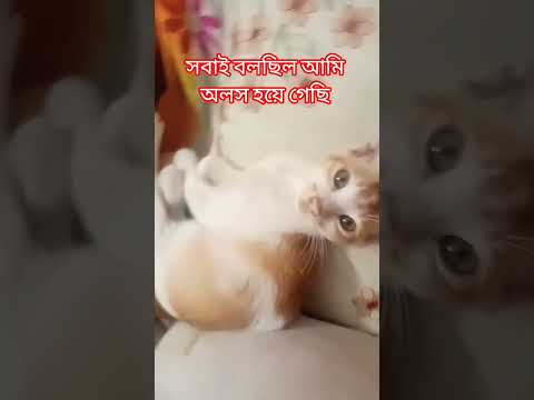 আম অলস হয গ ছ