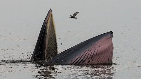 Facts: The Bryde's Whale
