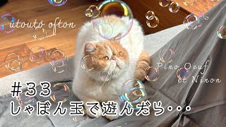 猫としゃぼん玉で遊んでみました by うとうとおふとん 949 views 3 months ago 3 minutes, 59 seconds