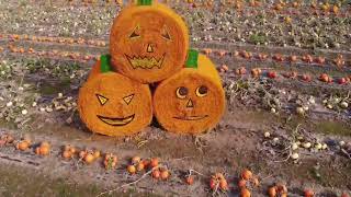 Pumpkin Picking at Nottinghamshire 'Pick Your Own' Pumpkins - Thousands of Pumpkins to pick!