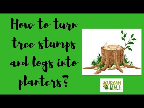 How to turn tree stumps and logs into planters