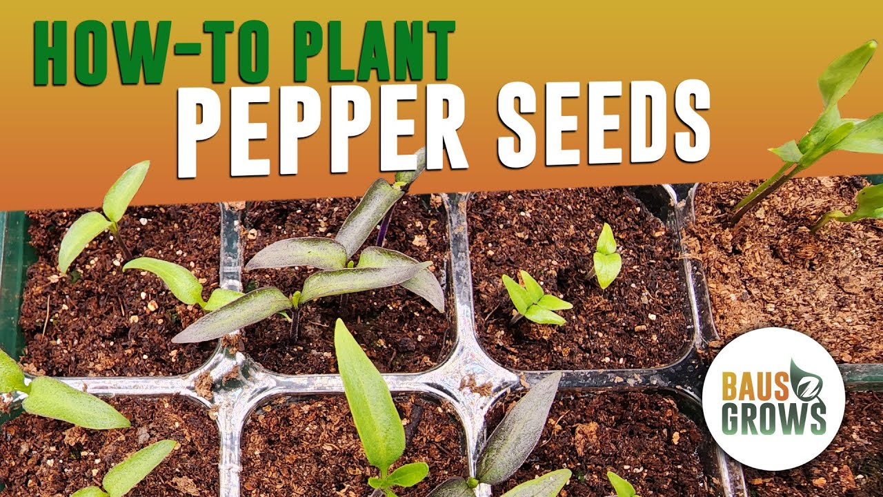 How to Start Pepper Seeds Indoors FAST TWO EASY Methods YouTube
