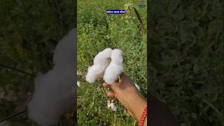 कपास का पौधा जिससे मिलता है कॉटन, रूई और तेल | Cotton Plant provides cotton and cottonseed oil