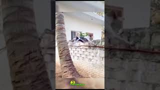 Dogs love people business in Jamaica #shorts  #chatjamaicanwithtania #jamaica