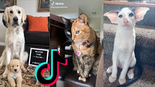 I'm Just A Kid | Animal Version | Cute Dogs and Cats | TikTok | Before and After