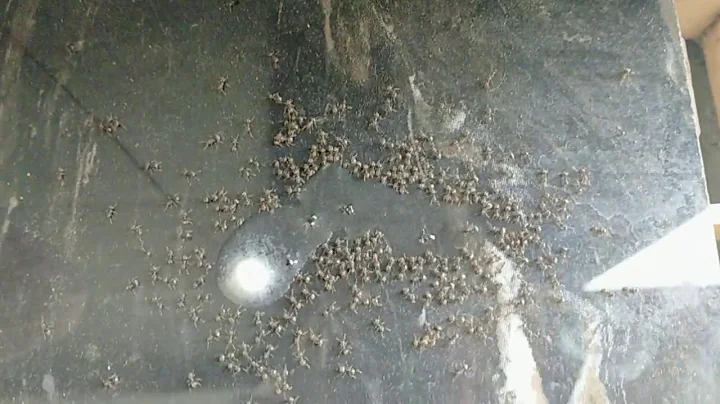 Ants vs Mentos 5th days