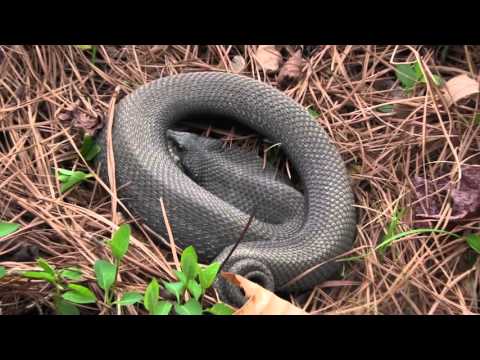 amphibians nedir All about Hognose snakes-plus a pair of mating hognose!
