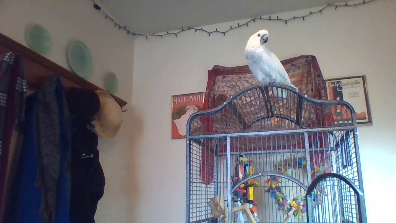 talking parrot Talking Umbrella Cockatoo