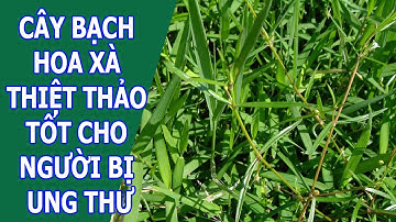 Cây Bạch Hoa Xà Thiệt Thảo Tốt Cho Người Bị Ung Thư - 0976 836 586