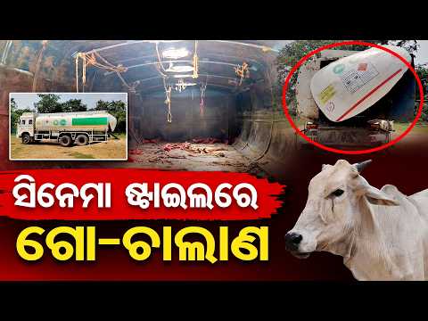 ସିନେମା ଷ୍ଟାଇଲରେ ଗୋ-ଚାଲାଣ | Odisha Reporter