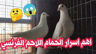 تعرف على تكلفة زوج زغاليل الحمام اللاحم الفرنسي وكيف تحسب التكلفة واسرار اللاحم الفرنسي