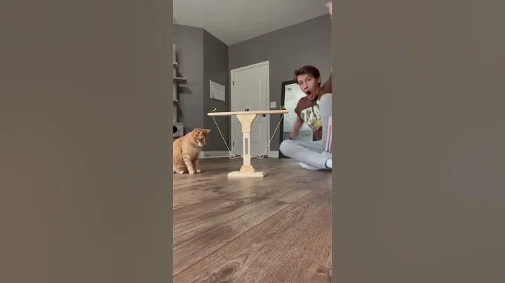 WORLDS SMARTEST CAT - DayDayNews