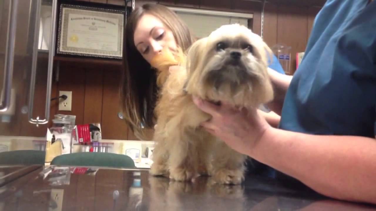 Little Zoe Freaks Out at Vet. Dog Reacts to Treatment YouTube