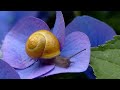 escargot