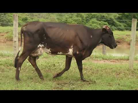 LOTE 55 -  MANGAVA 055