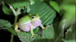 Green Treefrog - Calling Male