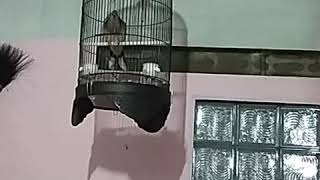 Download Lagu Pancingan suara Derkuku tumpang sari Kuk 2 MP3