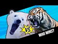 Who Wins? Siberian Tiger VS Polar Bear