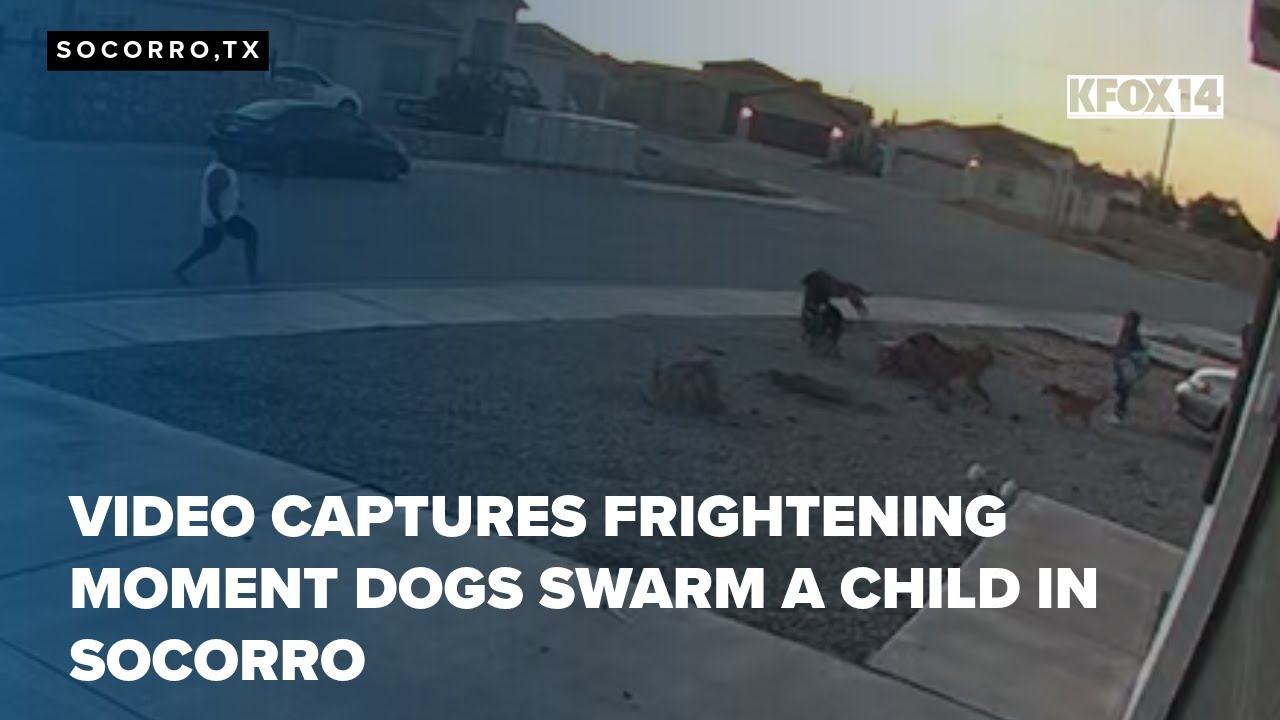 Video captures frightening moment dogs swarm a child in Socorro