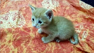 Cute Little Kittens Meowing#cute#pets#catslovers#kittens