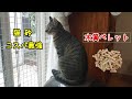 コスパ最強　猫砂　木質ペレット