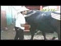 El Corrido de El Toro Mas Famoso de Mexico... ¡¡EL HURACAN!!.