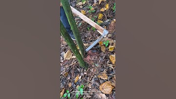 Cutting down a small tree