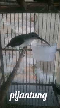 Burung masteran pijantung ngekek pajang buat murai batu