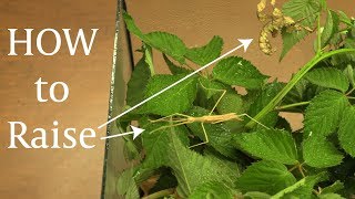 Rearing Stick Insects