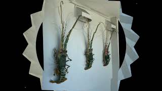 Key Largo Harbor Marina Plus Positive Water