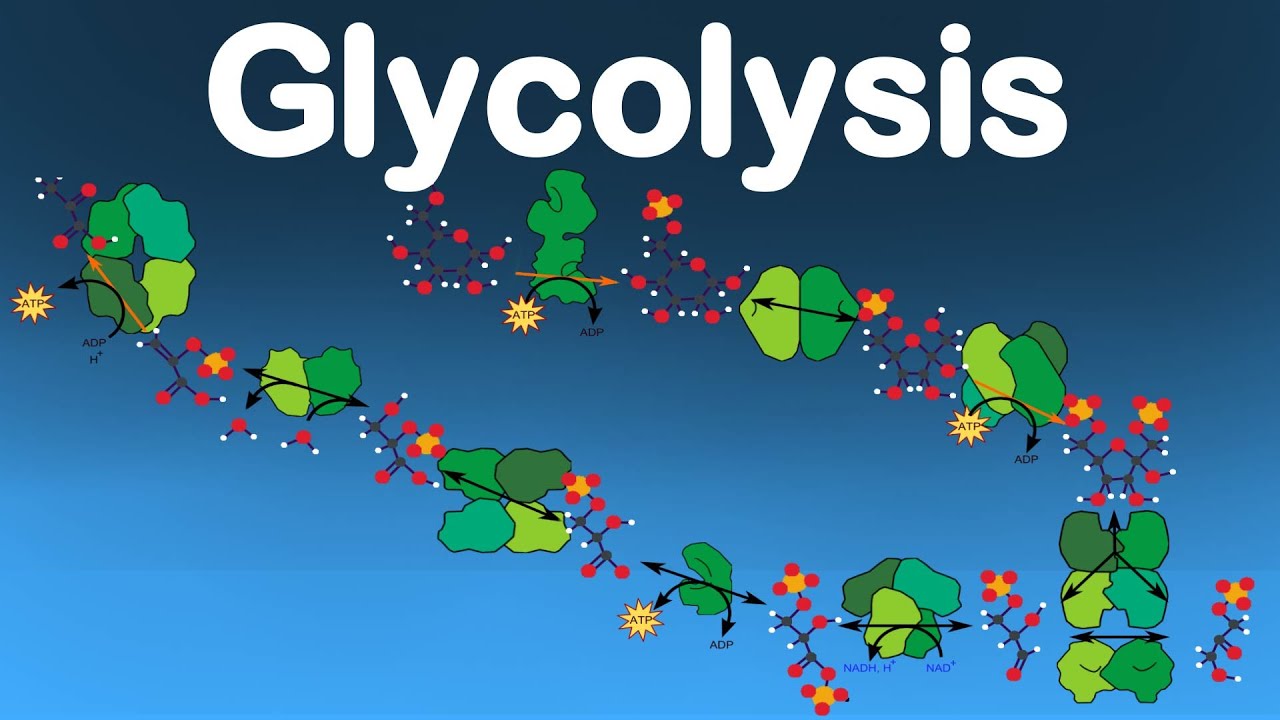 glycolysis-cycle-animation