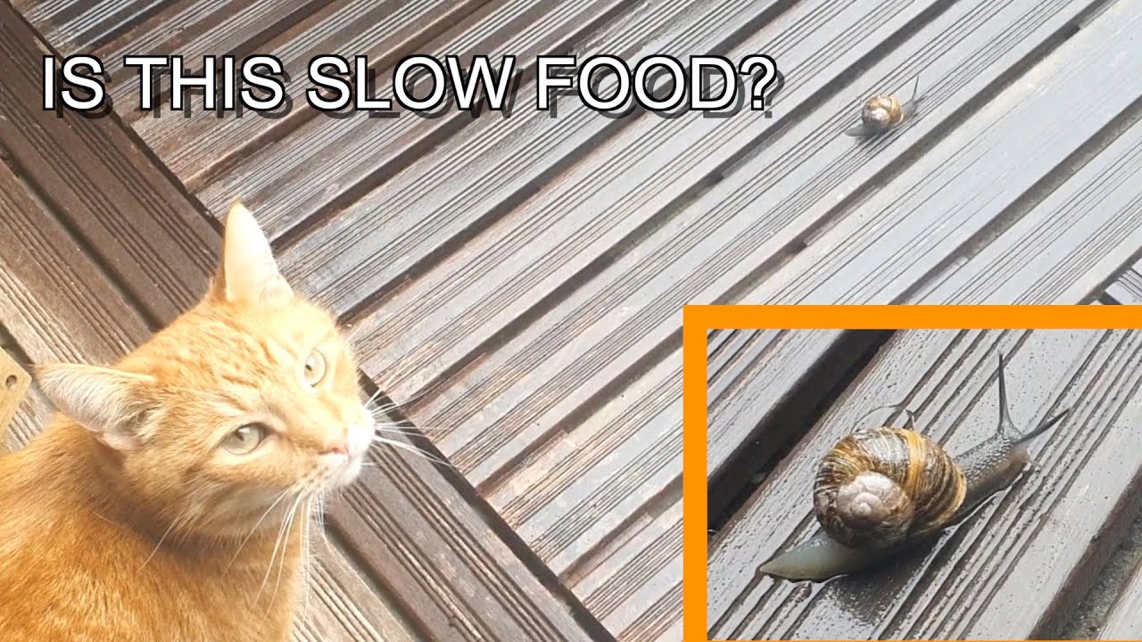 Are snails harmful to cats? YouTube