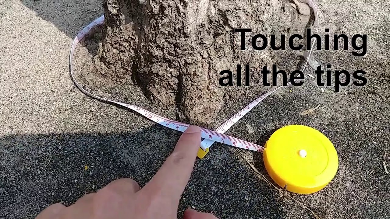 Measuring trunk flare and diameter at breast height YouTube