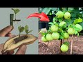 Summary of some simple and effective ways to propagate guava trees using bananas and aloe vera