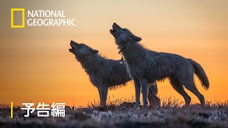 キングダム・オブ・ホワイトウルフ - 予告編 | ナショジオ