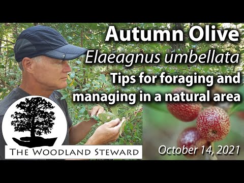 Vidéo: Elaeagnus Shrub Care - Conseils sur la culture de l'olive russe Elaeagnus