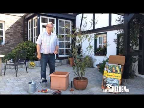 Video: Oleander-Bewässerungsanforderungen - Wie oft man Oleanderbüsche wässert
