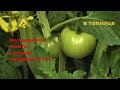 Как вырастить огурцы и помидоры дождливым летом