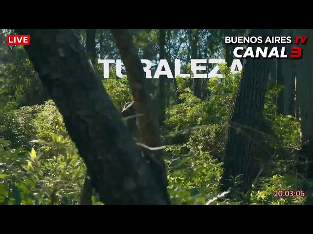 FM Buenos Aires & Buenos Aires TV Canal 3 en Vivo!
