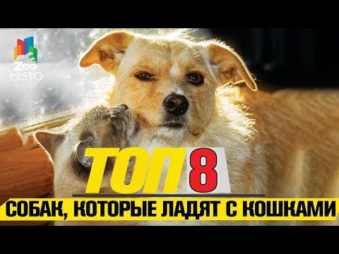 Вопрос: Почему кошка и собака со временем уживаются?