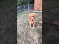 Teaching 4 month old Tucker how to catch 🤣🤣 #goldenretriever #dog #pets #tucker #gunner