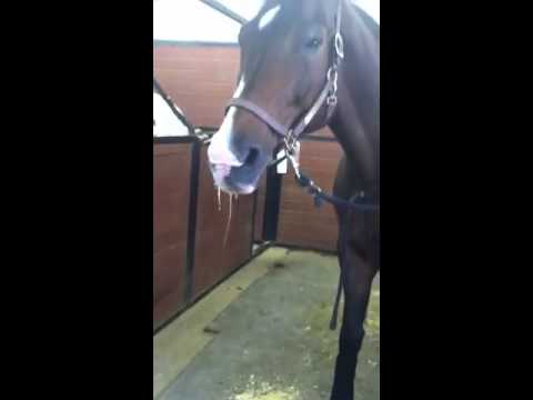 Video: Was ist Clover Slobbers bei Pferden?