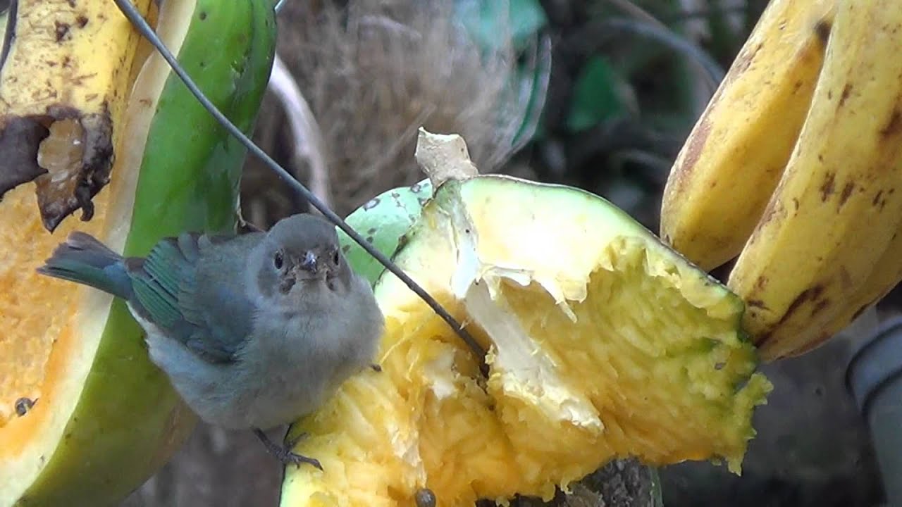 Enem é Possivel Usar Agua Ou Comida Para Atrair Aves