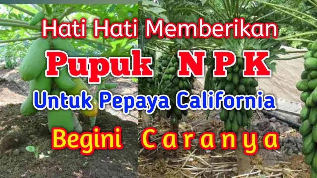 cara pemupukan pepaya california yang benar agar berbuah lebat