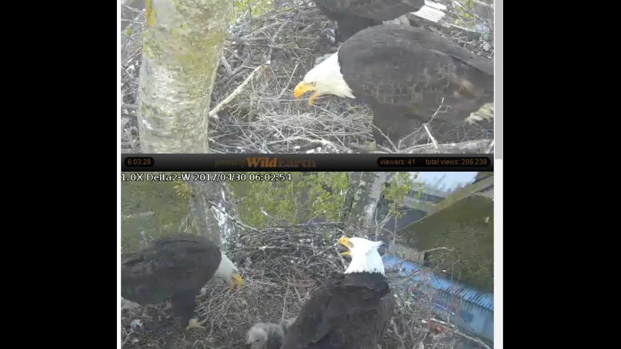 bald eagles in wisconsin JEWEL ASKS FOR FOOD FIRST AND IS REWARDED