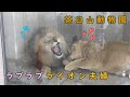 【茶臼山動物園】ラブラブなライオンの臼三とつむぎ
